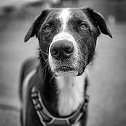 Dodi a rejoint le concours — aidez-le/la à gagner de superbes lots ! animal, black_and_white, blurred_background, canine, close_up, cute, dog, ears, eyes, focused, friendly, fur, harness, head, muzzle, nose, outdoor, pet, portrait, whiskers