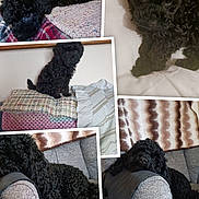 Toby participe au concours pour gagner de l'argent avec cette photo : puppy, dog, black_dog, curly_fur, pet, indoor, couch, blanket, cute, animal, resting, lying_down, fur, small_dog, portrait, cozy, home, soft_texture, sleepy, multi_image