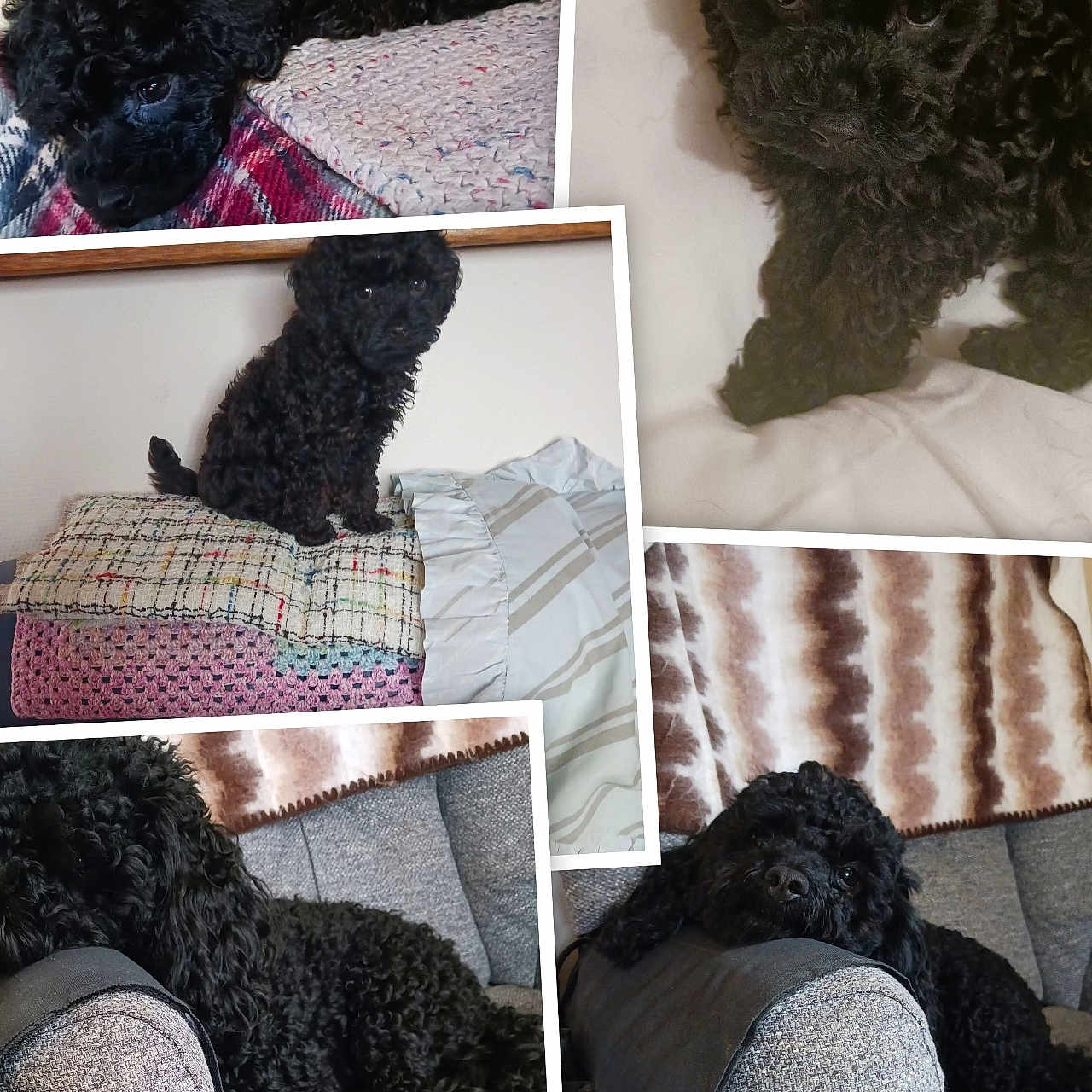 Toby participe au concours pour gagner de l'argent avec cette photo : puppy, dog, black_dog, curly_fur, pet, indoor, couch, blanket, cute, animal, resting, lying_down, fur, small_dog, portrait, cozy, home, soft_texture, sleepy, multi_image