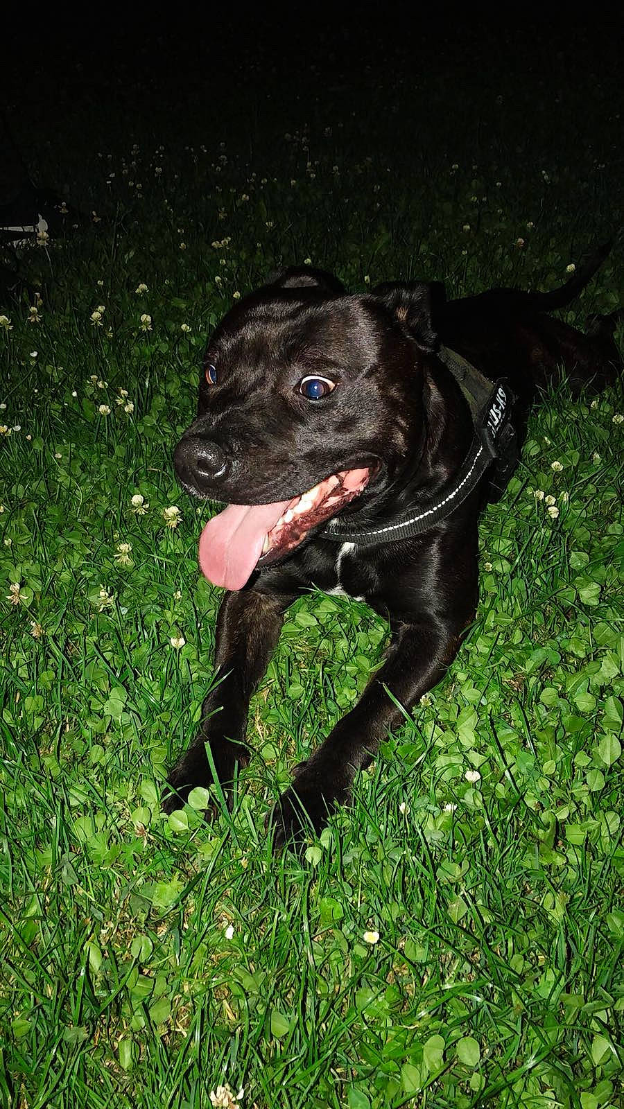 Loki a rejoint le concours — aidez-le/la à gagner de superbes lots ! borador, canidae, carnivore, companion_dog, dog, dog_breed, dog_collar, fawn, fur, grass, guard_dog, gun_dog, liver, plant, snout, sporting_group, tail, terrestrial_animal, whiskers, working_animal