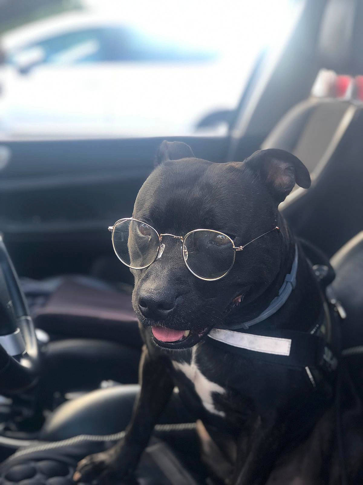 Loki a rejoint le concours — aidez-le/la à gagner de superbes lots ! automotive_design, automotive_lighting, automotive_mirror, car, carnivore, collar, companion_dog, dog, dog_breed, eyewear, fawn, glasses, goggles, motor_vehicle, steering_wheel, sunglasses, vehicle, vehicle_door, vision_care, working_animal