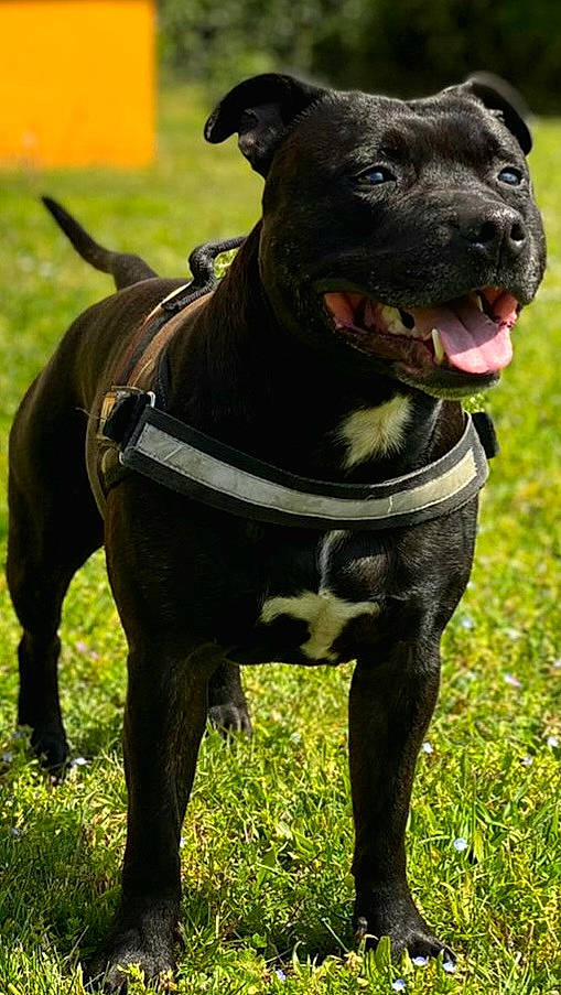 Loki participe au concours pour gagner de l'argent avec cette photo : canidae, carnivore, collar, companion_dog, dog, dog_breed, dog_collar, dog_supply, fashion_accessory, fawn, grass, leash, liver, pet_supply, plant, snout, sporting_group, whiskers, working_animal, working_dog