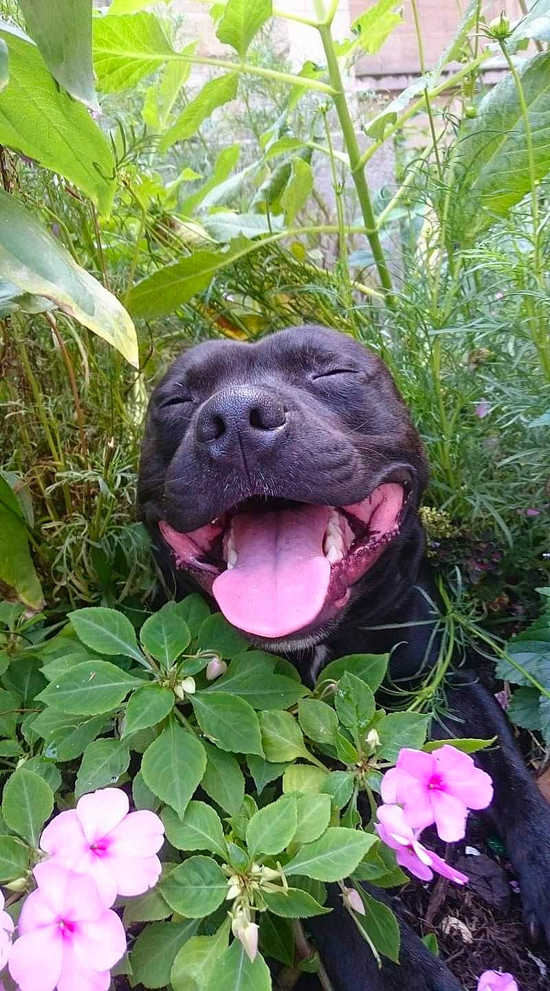 Loki participe au concours pour gagner de l'argent avec cette photo : annual_plant, art, botany, carnivore, companion_dog, dog, dog_breed, fang, flower, flowering_plant, garden, grass, groundcover, liver, magenta, petal, pink, plant, shrub, terrestrial_animal