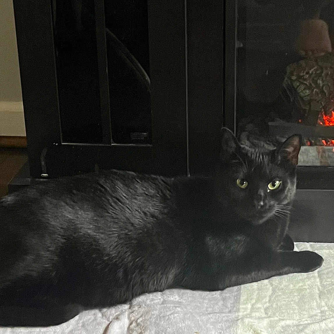 Nikki joined the competition — help win amazing prizes! animal, black_cat, blanket, cat, comfort, cozy, domestic, fire, fireplace, fur, home, indoor, looking, orange_flames, pet, quiet, relaxing, resting, warm, wood_floor