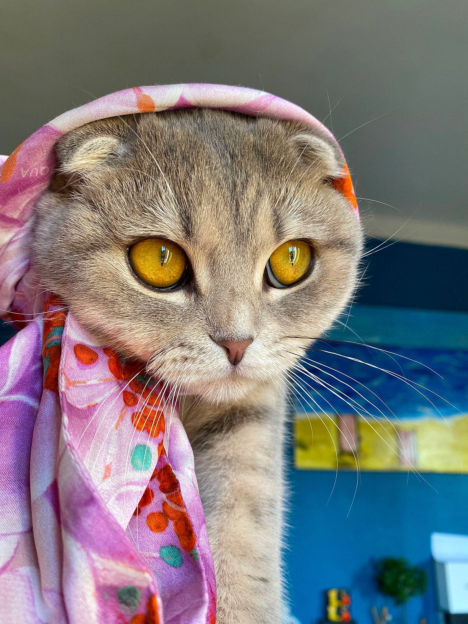 Gin participe au concours pour gagner de l'argent avec cette photo : carnivore, cat, close_up, collar, domestic_short_haired_cat, eye, fawn, felidae, fur, glasses, head, iris, pet_supply, photo_caption, plant, small_to_medium_sized_cats, snout, terrestrial_animal, textile, whiskers