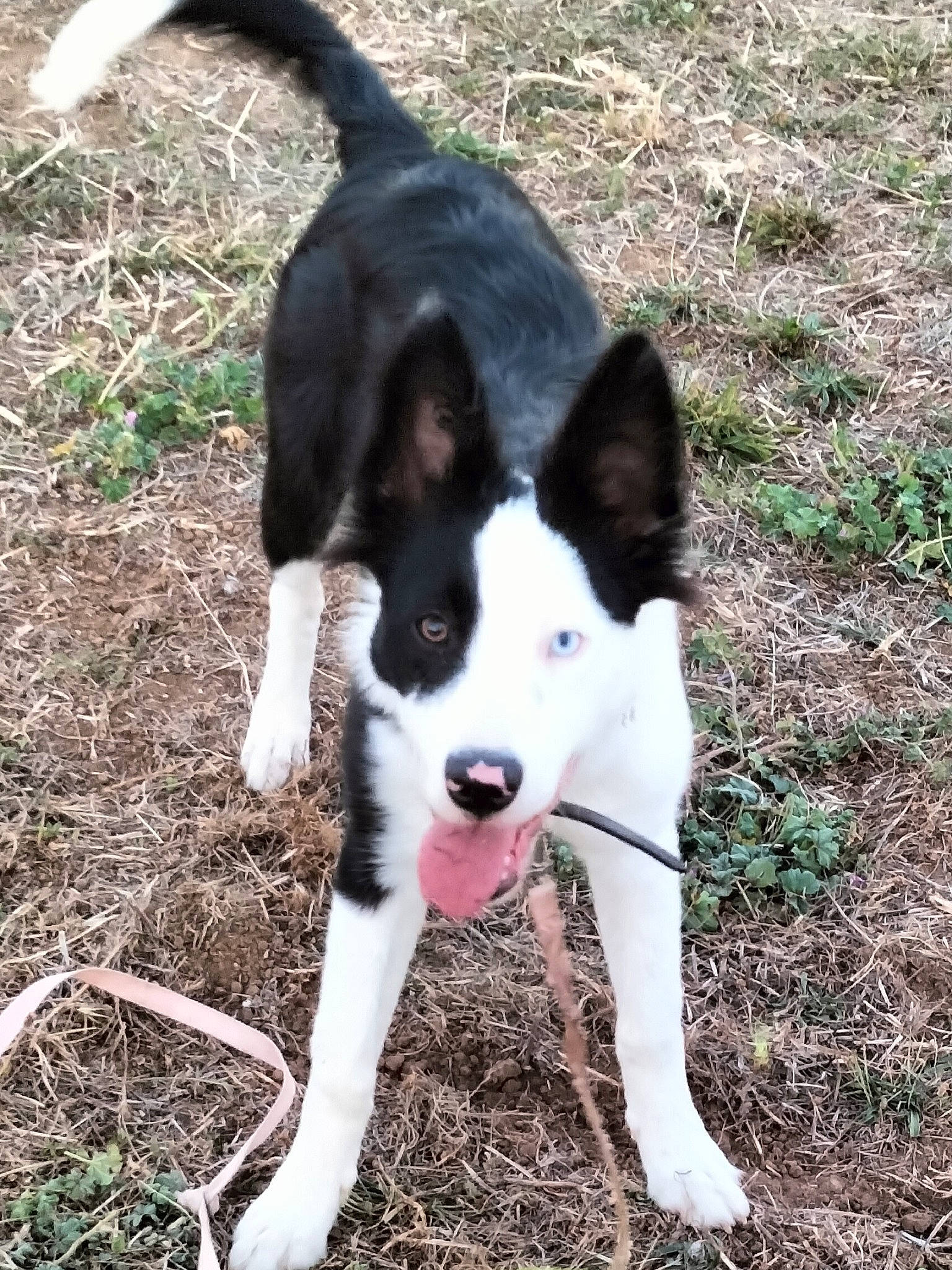 Freyja a rejoint le concours — aidez-le/la à gagner de superbes lots ! carnivore, companion_dog, dog, dog_breed, grass, non_sporting_group, plant, soil, sporting_group, tail, working_animal, working_dog