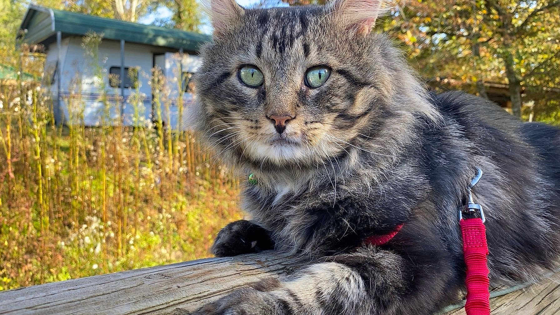 Stinky joined the competition — help win amazing prizes! cat, tabby_cat, fluffy_fur, green_eyes, whiskers, paw, leash, harness, wooden_rail, close_up, outdoor, nature, autumn, camper, caravan, portrait, sunlight, grass, fence, ears