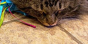 Stinky is registered to the contest to win money with this photo: cat, tabby_cat, sleeping, nap, fur, whiskers, toy, ribbons, tile_floor, close_up, pet, indoor, muzzle, nose, ears, face, resting, portrait, domestic_animal, flooring