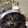 Stinky is registered to the contest to win money with this photo: cat, tabby, feline, pet, green_eyes, whiskers, party_hat, headband, furry, long_hair, close_up, portrait, indoors, ceiling, surprised, tongue_out, mouth_open, paw, human_hand, celebration