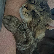 Stinky is registered to the contest to win money with this photo: cat, tabby_cat, sleeping, whiskers, paw, fur, close_up, indoor, couch, lap, pet, relaxed, nap, upholstery, head, portrait, cozy, domestic, feline, muzzle