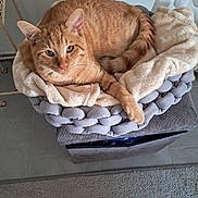 Rocky participe au concours pour gagner de l'argent avec cette photo : cat, orange_tabby, pet_bed, blanket, cozy, relaxed, indoor, feline, fur, animal, resting, home, comfort, cushion, floor, rug, furniture, domestic, cute, sleepy