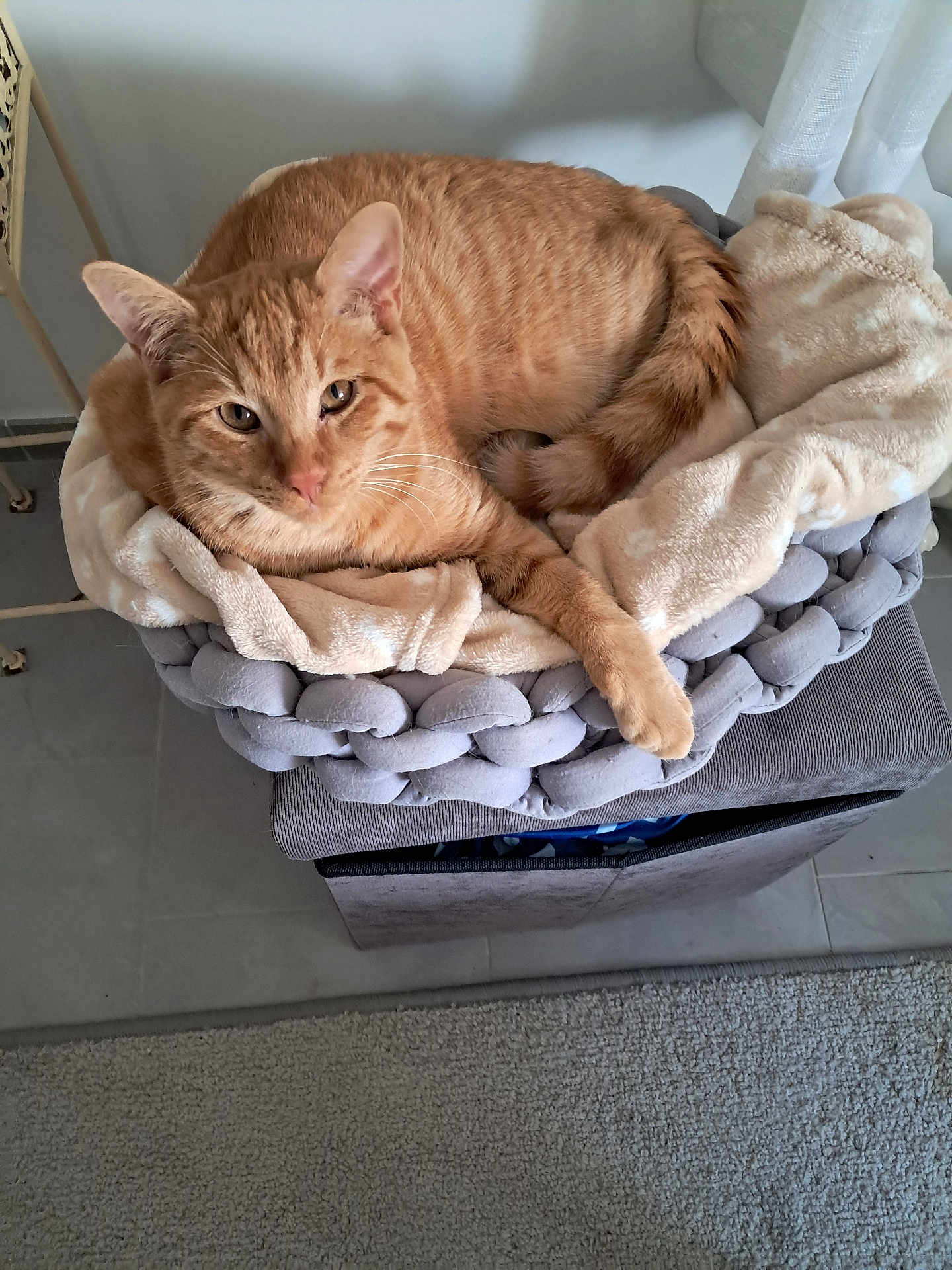 Rocky participe au concours pour gagner de l'argent avec cette photo : cat, orange_tabby, pet_bed, blanket, cozy, relaxed, indoor, feline, fur, animal, resting, home, comfort, cushion, floor, rug, furniture, domestic, cute, sleepy