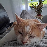 Tom a rejoint le concours — aidez-le/la à gagner de superbes lots ! cat, orange_cat, white_cat, pet, indoor, blanket, resting, sleepy, feline, fur, close_up, cozy, plant, window, couch, home, relaxation, soft_texture, whiskers, animal