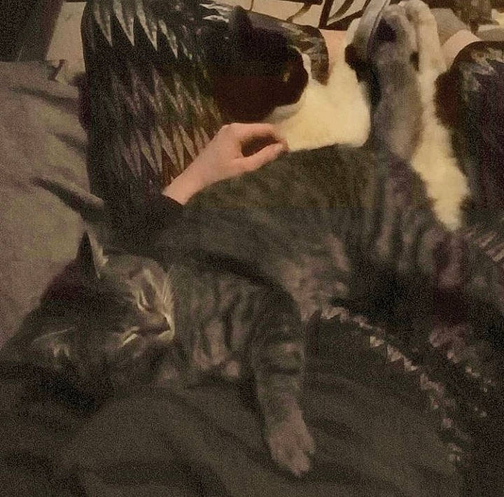 Jack participe au concours pour gagner de l'argent avec cette photo : carnivore, cat, domestic_short_haired_cat, dragon_li, european_shorthair, felidae, fur, hug, kitten, mammal, nap, small_to_medium_sized_cats, tabby_cat, tail, whiskers