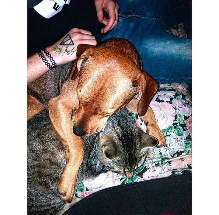 Jack a rejoint le concours — aidez-le/la à gagner de superbes lots ! canidae, carnivore, cat, companion_dog, coonhound, dog, dog_breed, ear, fawn, felidae, love, mammal, nap, puppy, puppy_love, rhodesian_ridgeback, sleep, small_to_medium_sized_cats, sporting_group, vizsla