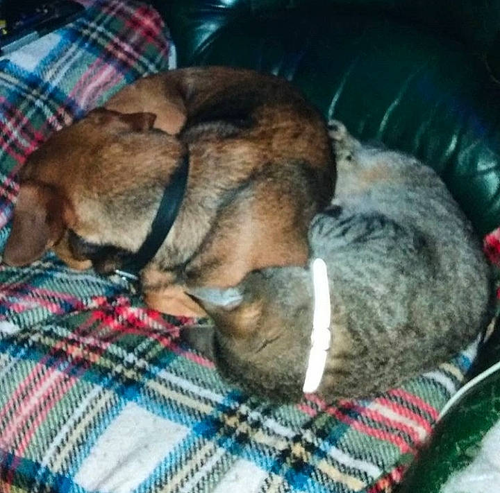 Jack participe au concours pour gagner de l'argent avec cette photo : border_terrier, canidae, carnivore, companion_dog, dog, dog_breed, ear, nap, puppy, sleep, snout