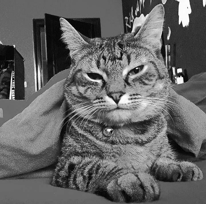 Jack participe au concours pour gagner de l'argent avec cette photo : american_shorthair, asian, black_and_white, california_spangled, carnivore, cat, domestic_short_haired_cat, dragon_li, european_shorthair, felidae, kitten, monochrome, monochrome_photography, pixie_bob, small_to_medium_sized_cats, snapshot, snout, tabby_cat, whiskers, white