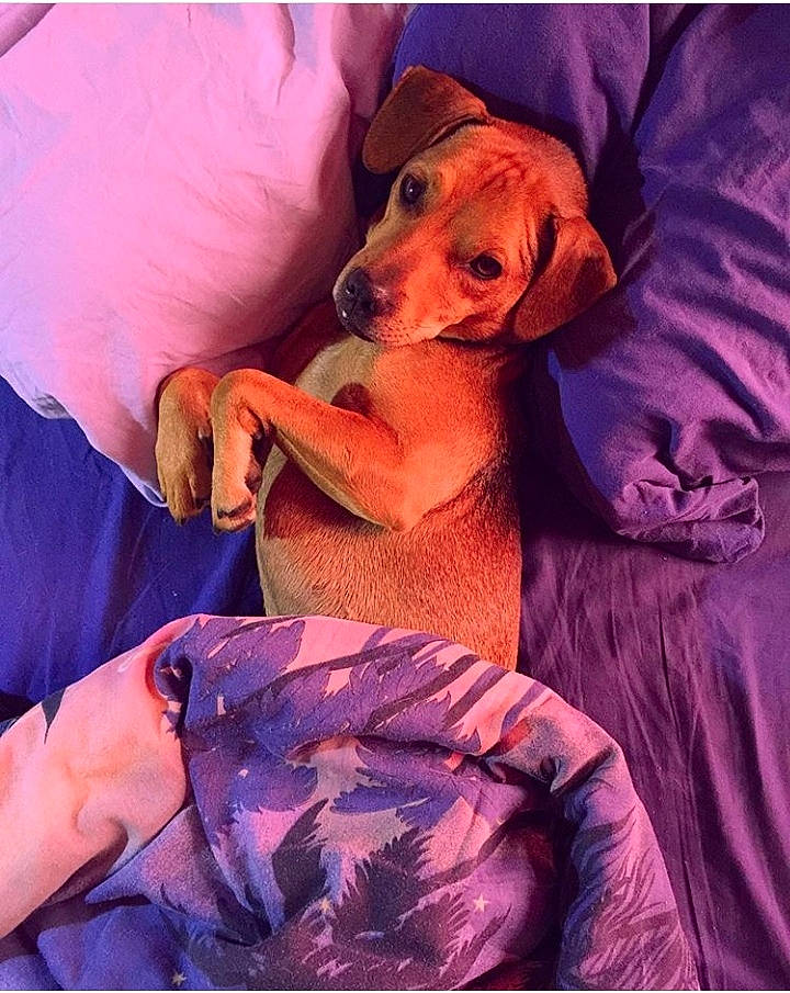 Freddy participe au concours pour gagner de l'argent avec cette photo : canidae, carnivore, companion_dog, dachshund, dog, dog_breed, puppy, puppy_love, rhodesian_ridgeback, vizsla