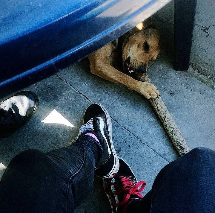 Freddy participe au concours pour gagner de l'argent avec cette photo : canidae, carnivore, companion_dog, dog, dog_breed, lurcher, photography, puppy, shoe, snout, street_dog