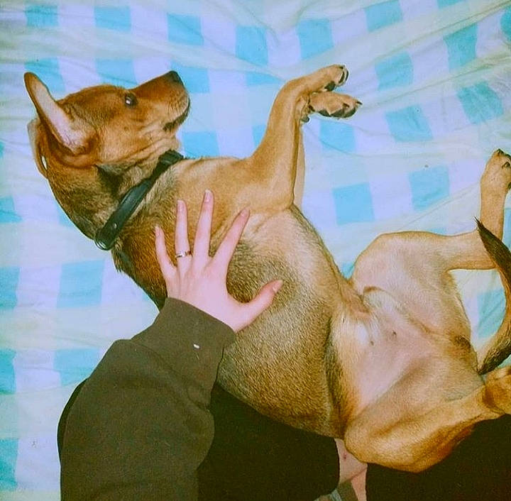 Freddy participe au concours pour gagner de l'argent avec cette photo : ancient_dog_breeds, canidae, carnivore, dog, dog_breed, fawn, illustration, painting