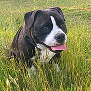 Paco a rejoint le concours — aidez-le/la à gagner de superbes lots ! dog, canine, black_and_white, brown_fur, white_markings, pink_tongue, open_mouth, sitting, outdoors, meadow, grass, wildflowers, nature, forest, sunlight, collar, leash, portrait, close_up, happy