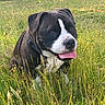 dog, canine, black_and_white, brown_fur, white_markings, pink_tongue, open_mouth, sitting, outdoors, meadow, grass, wildflowers, nature, forest, sunlight, collar, leash, portrait, close_up, happy