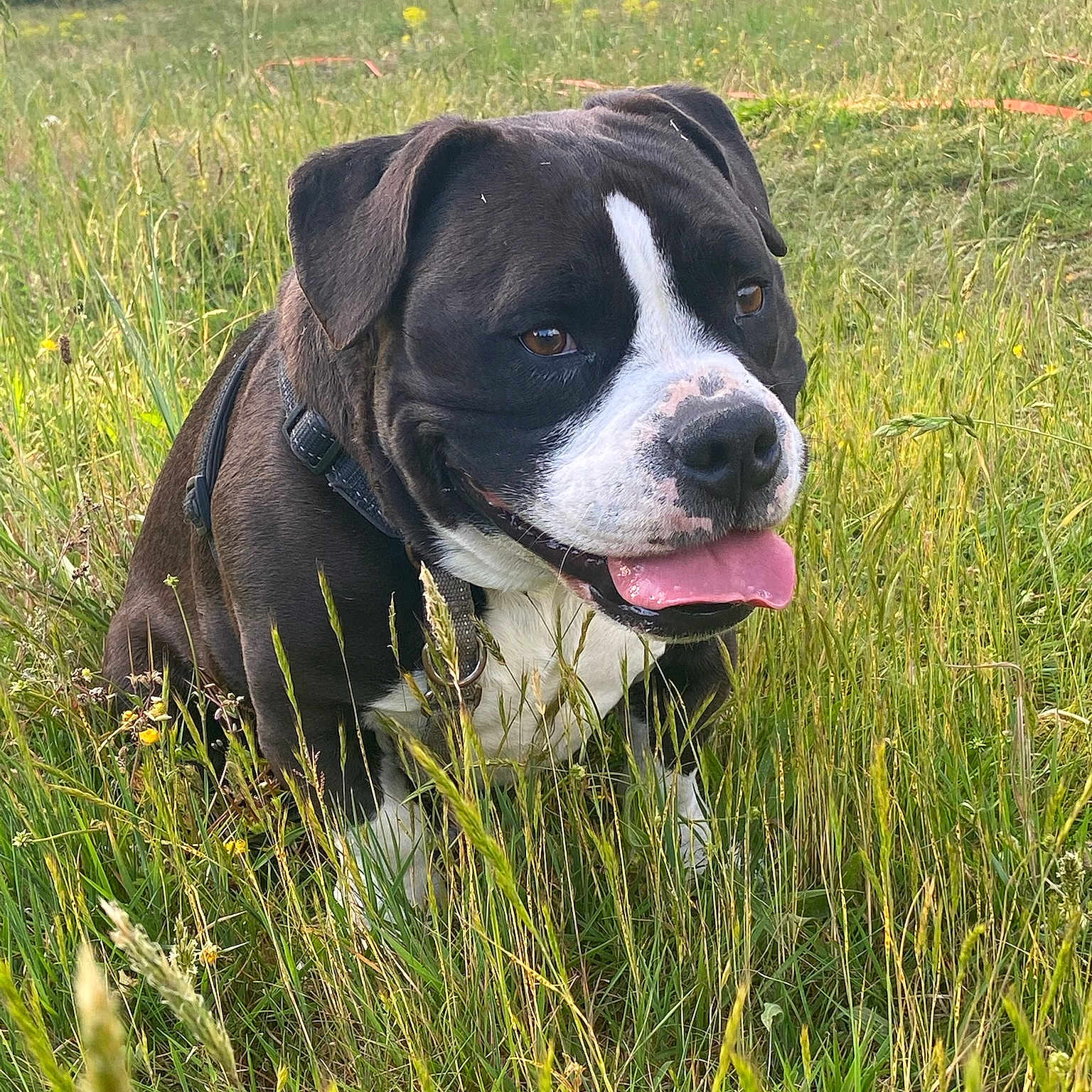 Paco