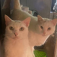 Momo And Domino joined the competition — help win amazing prizes! cat, cats, white_cat, two_cats, mirror, reflection, indoor, pet, feline, portrait, whiskers, curious, eyes, nose, fur, closeup, green_toy, home, low_light, photobomb