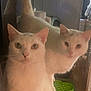 cat, cats, white_cat, two_cats, mirror, reflection, indoor, pet, feline, portrait, whiskers, curious, eyes, nose, fur, closeup, green_toy, home, low_light, photobomb