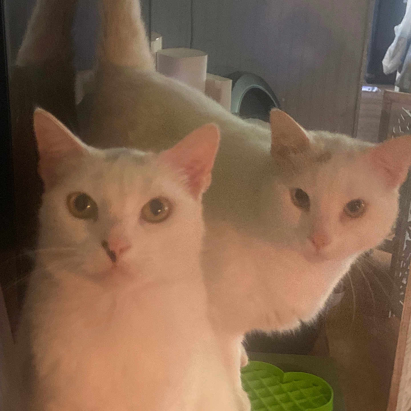 Momo And Domino joined the competition — help win amazing prizes! cat, cats, closeup, curious, eyes, feline, fur, green_toy, home, indoor, low_light, mirror, nose, pet, photobomb, portrait, reflection, two_cats, whiskers, white_cat