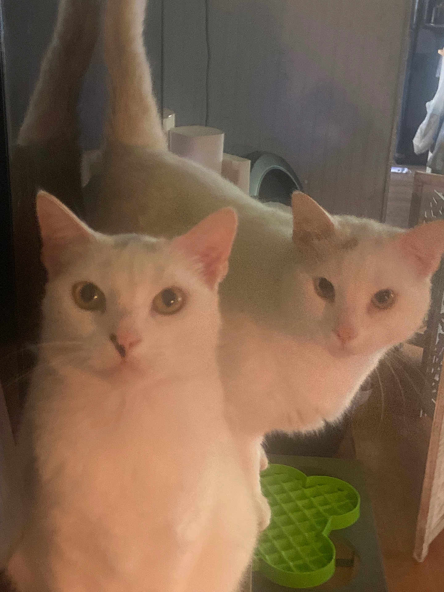 Momo And Domino joined the competition — help win amazing prizes! cat, cats, white_cat, two_cats, mirror, reflection, indoor, pet, feline, portrait, whiskers, curious, eyes, nose, fur, closeup, green_toy, home, low_light, photobomb