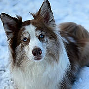 Ozzie is registered to the contest to win money with this photo: adorable, alert, animal, blue_eyes, brown_and_white, canine, close_up, cute, dog, fluffy, focused, fur, laying_down, mammal, nature, outdoor, pet, portrait, snow, winter