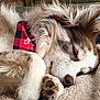Ozzie joined the competition — help win amazing prizes! animal, bandana, blanket, checkered, close_up, cozy, cute, dog, face, fluffy, fur, indoor, nostril, paw, pet, red_and_black, relaxed, resting, sleeping, warm