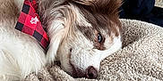 Ozzie joined the competition — help win amazing prizes! bandana, blanket, brick_wall, canine, comfort, cozy, dog, ear, fireplace, fur, home, indoors, mammal, nose, paw, pet, relaxed, resting, sleepy, snout