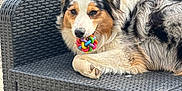 Naya participe au concours pour gagner de l'argent avec cette photo : dog, toy, colorful, ball, outdoor, pet, fur, relaxed, chair, woven, playful, animal, resting, seat, paw, muzzle, looking, closeup, cute, companion