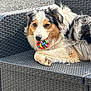 dog, toy, colorful, ball, outdoor, pet, fur, relaxed, chair, woven, playful, animal, resting, seat, paw, muzzle, looking, closeup, cute, companion