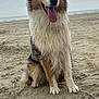 dog, beach, sand, leash, sky, cloudy, kite, happy, sitting, fur, outdoor, animal, pet, nature, canine, tongue_out, tri_color, obedient, daytime, relaxed