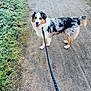 dog, australian_shepherd, leash, path, frost, grass, outdoor, animal, pet, walking, nature, winter, canine, fur, tail, ears, happy, tongue, standing, daytime