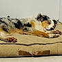 dog, sleeping, pet_bed, fur, cozy, indoor, resting, canine, animal, paw, relaxed, brown, white, black, tan, floor, cute, domestic_animal, quiet, companion