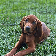 Ziggy Boone joined the competition — help win amazing prizes! puppy, dog, brown_dog, grass, outdoor, pet, animal, canine, cute, floppy_ears, laying_down, young_dog, nature, greenery, portrait, fence, mammal, friendly, adorable, domestic_animal