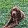 Ziggy Boone