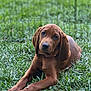 puppy, dog, brown_dog, grass, outdoor, pet, animal, canine, cute, floppy_ears, laying_down, young_dog, nature, greenery, portrait, fence, mammal, friendly, adorable, domestic_animal