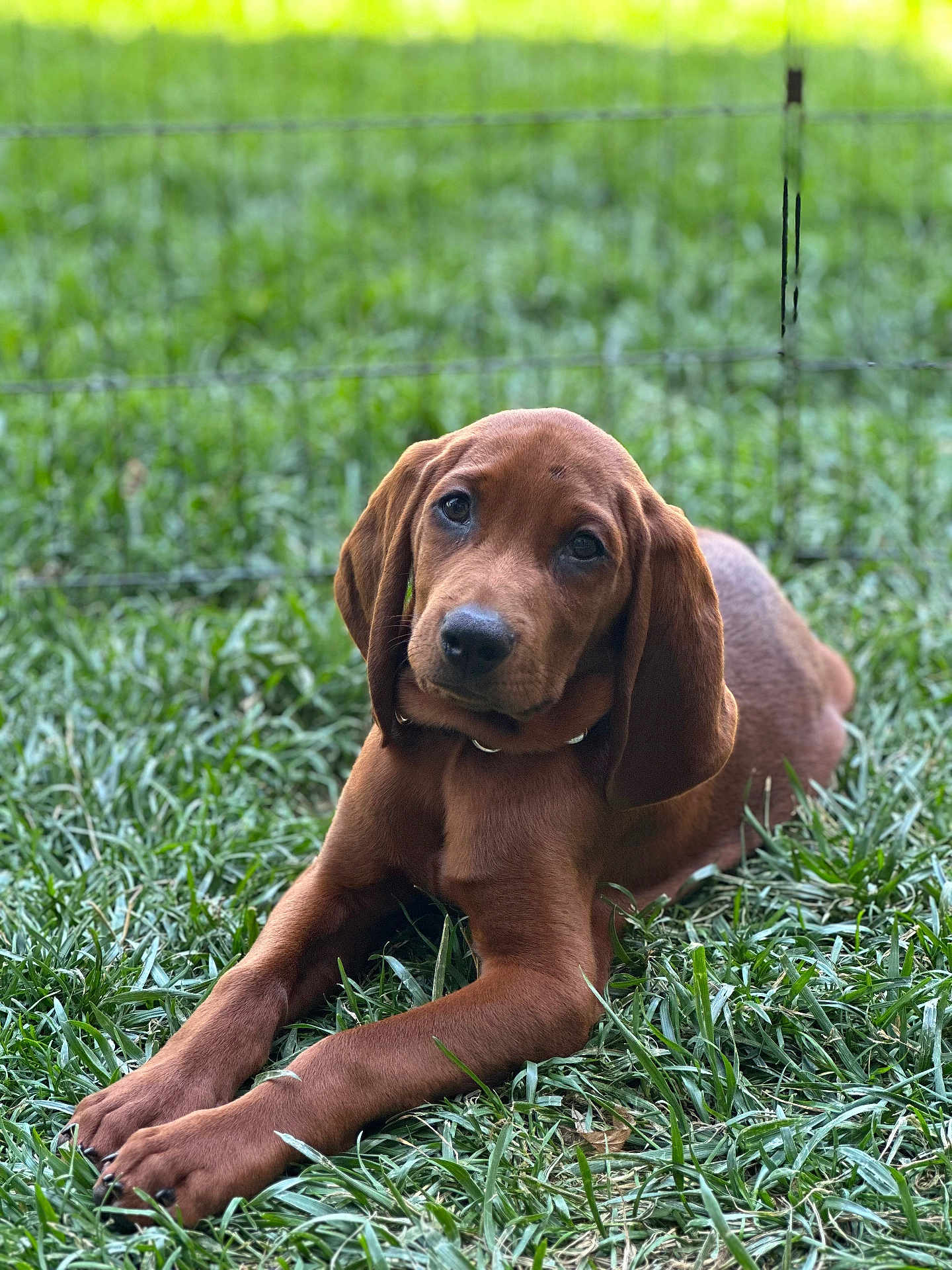 Ziggy Boone joined the competition — help win amazing prizes! puppy, dog, brown_dog, grass, outdoor, pet, animal, canine, cute, floppy_ears, laying_down, young_dog, nature, greenery, portrait, fence, mammal, friendly, adorable, domestic_animal