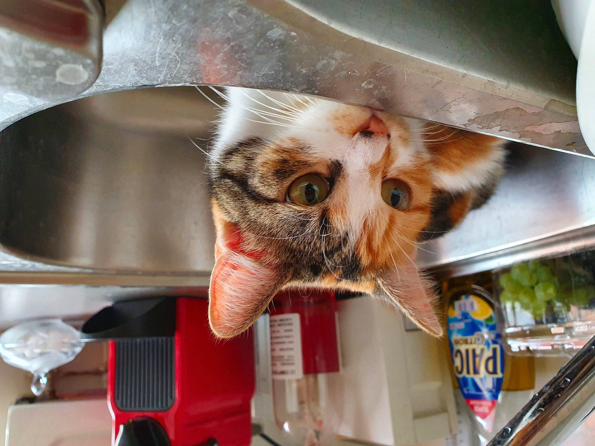 Lizzy participe au concours pour gagner de l'argent avec cette photo : carnivore, cat, felidae, kitten, small_to_medium_sized_cats, whiskers