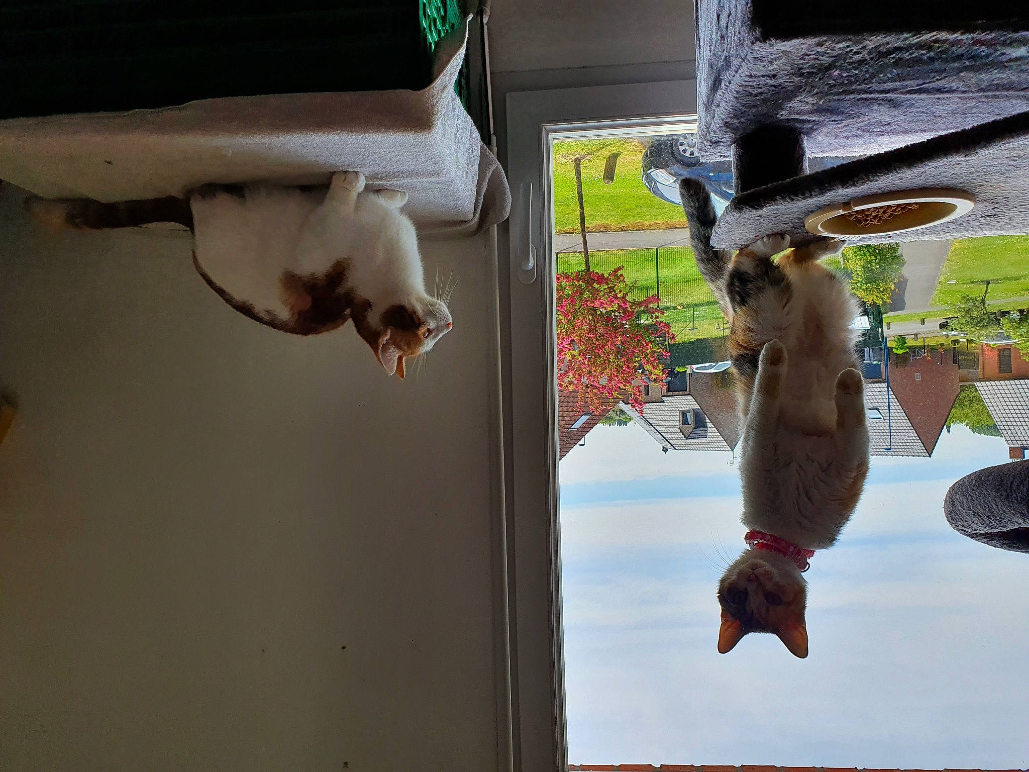 Lizzy a rejoint le concours — aidez-le/la à gagner de superbes lots ! organism, snout, tail