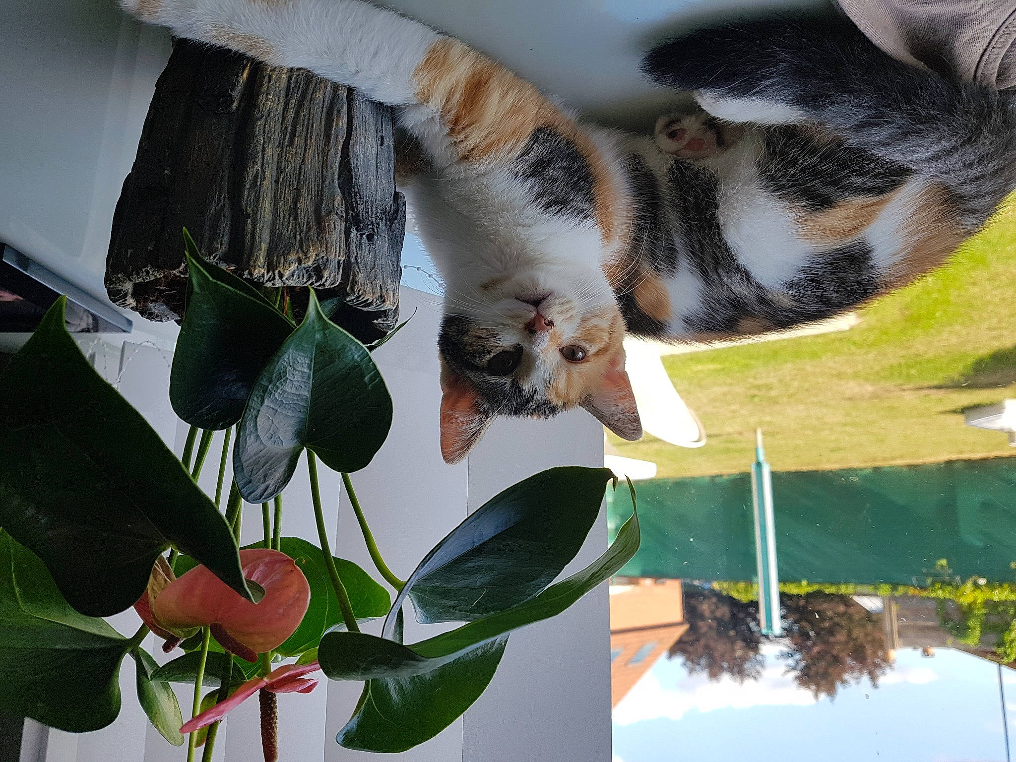 Lizzy a rejoint le concours — aidez-le/la à gagner de superbes lots ! carnivore, cat, felidae, leaf, organism, plant, small_to_medium_sized_cats, tail, whiskers