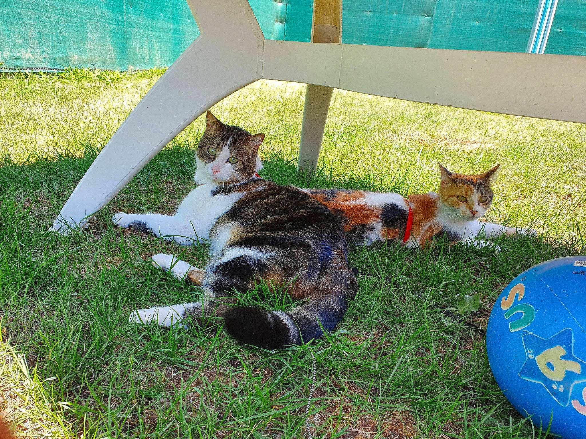 Nemo a rejoint le concours — aidez-le/la à gagner de superbes lots ! aegean_cat, canidae, carnivore, cat, domestic_short_haired_cat, european_shorthair, felidae, grass, kitten, lawn, leisure, organism, plant, play, small_to_medium_sized_cats, snapshot, tail, water, whiskers