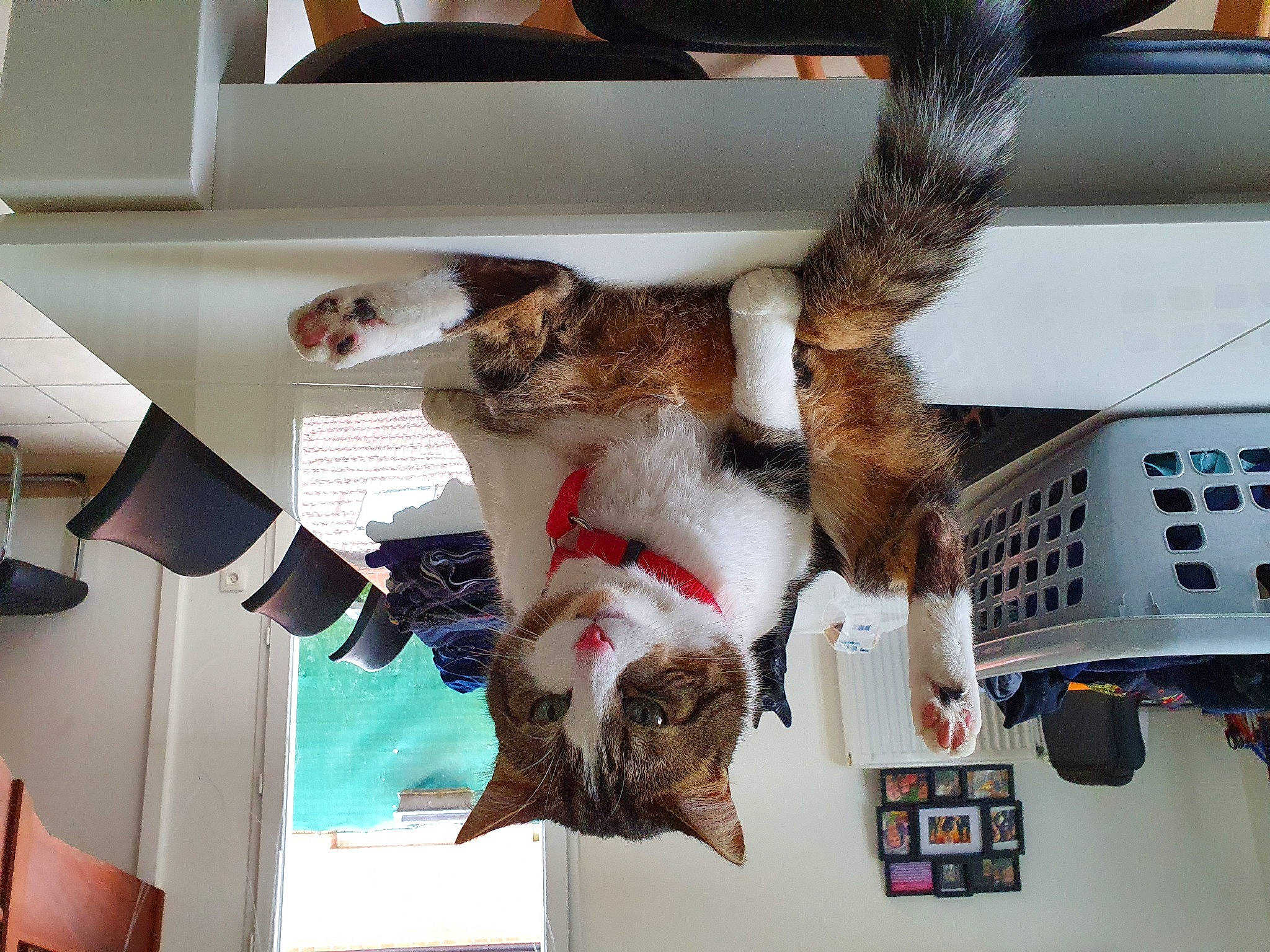 Nemo a rejoint le concours — aidez-le/la à gagner de superbes lots ! carnivore, cat, claw, domestic_short_haired_cat, european_shorthair, felidae, fur, kitten, small_to_medium_sized_cats, tabby_cat, tail, whiskers