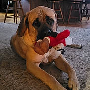 Tito joined the competition — help win amazing prizes! dog, indoor, carpet, plush_toy, wooden_stool, brown, pet, animal, floor, relaxed, large_dog, living_room, toy, fur, domestic_animal, canine, resting, household, cute, companion