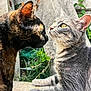 cat, cats, tortoiseshell_cat, tabby_cat, close_up, face_to_face, whiskers, yellow_eyes, ears, outdoor, concrete, grass, portrait, pet, animal, stare, interaction, feline, two_cats, sunlight